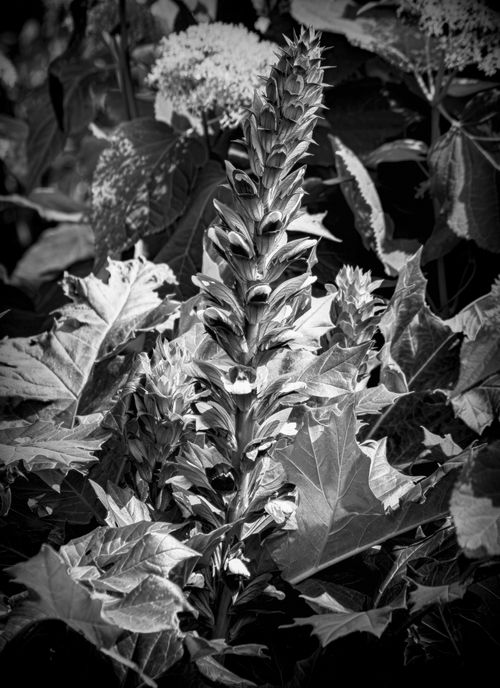 Free Monochrome image of a flowering Acanthus plant with detailed foliage. Stock Photo