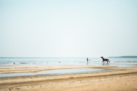 在拉脱维亚的科尔卡，一个安静的海滩上，马和人共同构成了一幅和平的海边场景