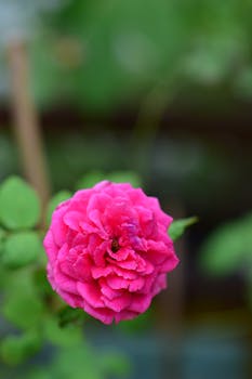 Close-up of a vibrant pink rose blooming amidst lush green foliage in a summer garden.