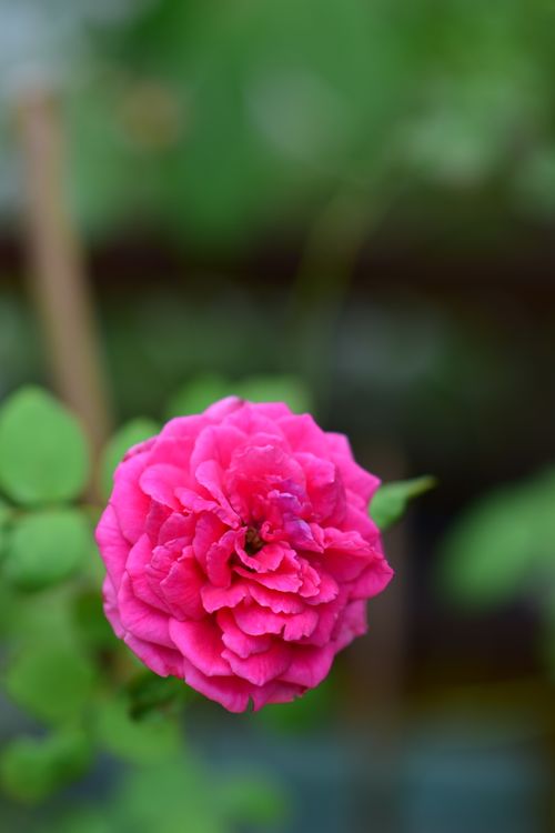 Free Close-up of a vibrant pink rose blooming amidst lush green foliage in a summer garden. Stock Photo