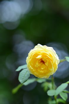 A vibrant yellow rose bloom in focus against a blurred green bokeh background.