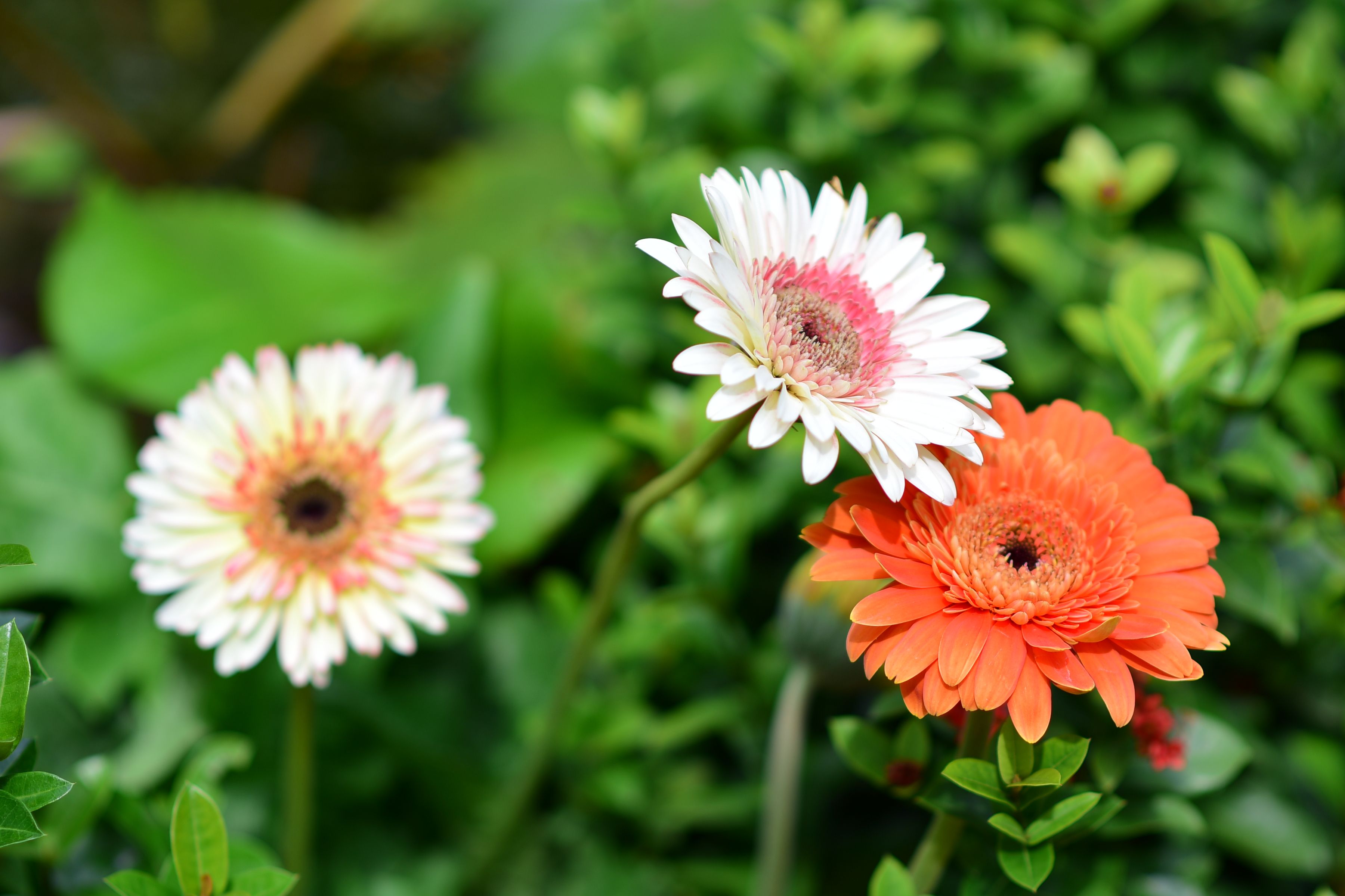 gerbera daisy wallpaper iphone