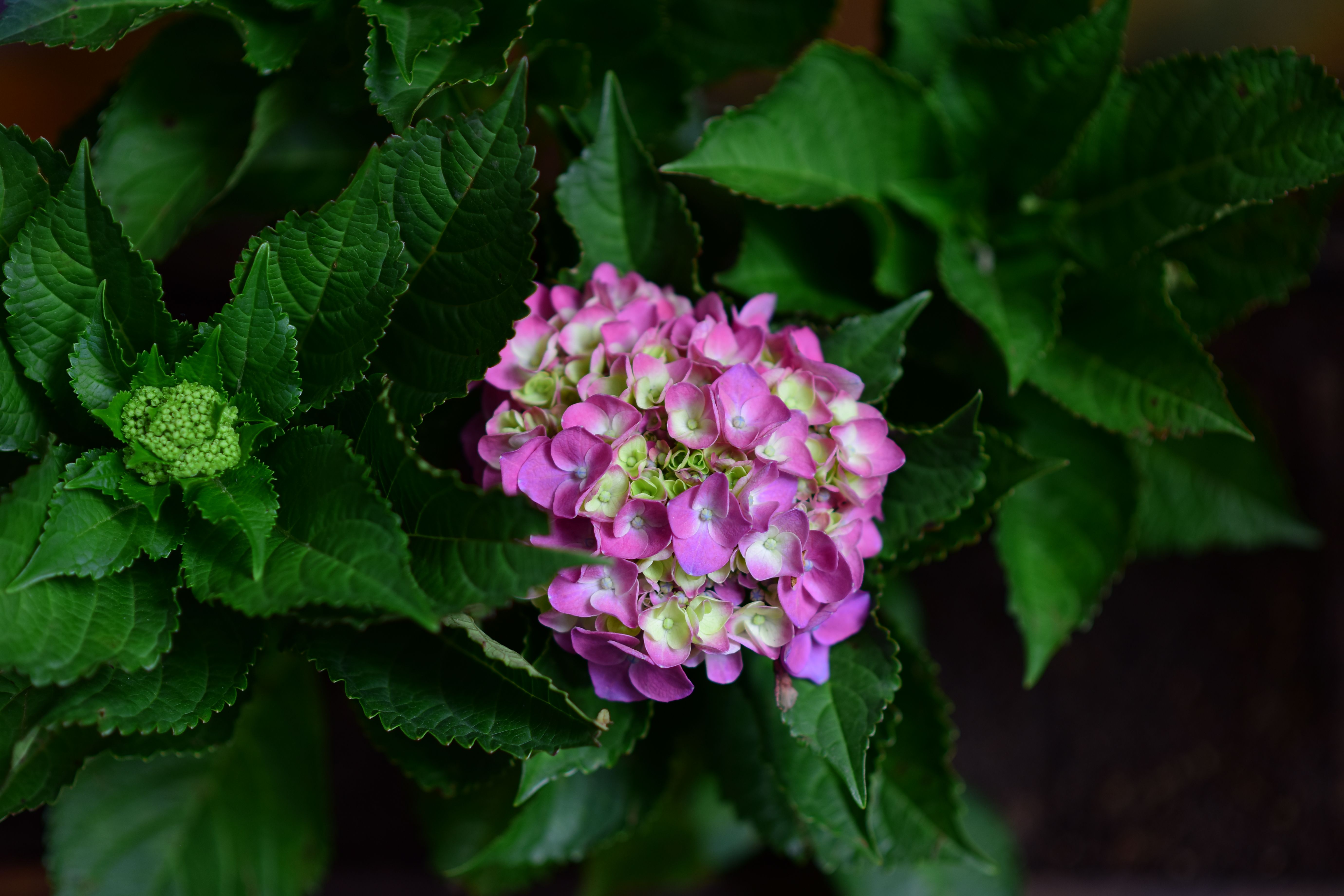 Close-up of Vibrant Pink Hydrangea Blooms · Free Stock Photo