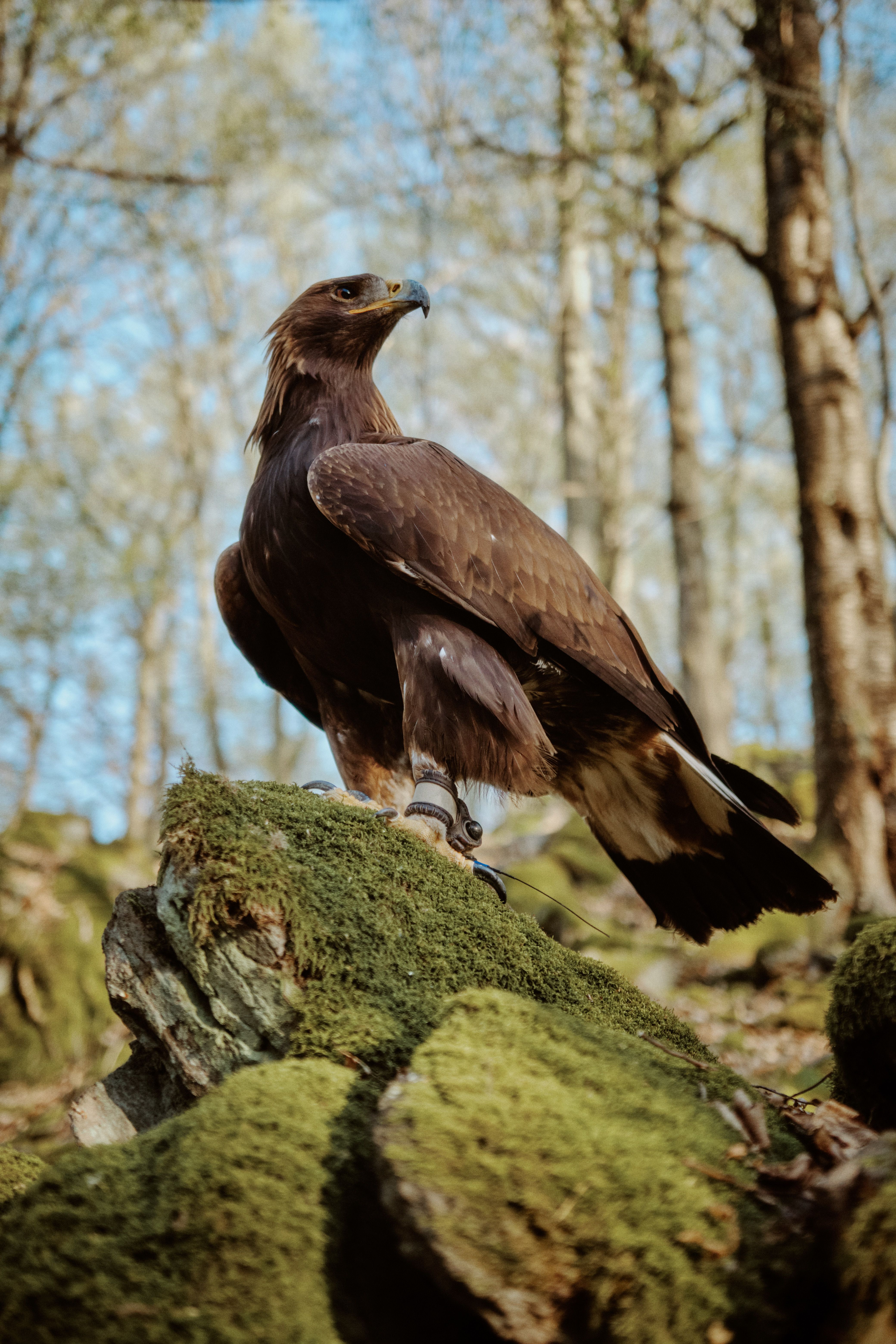Golden eagle perched on a moss-covered rock in a serene forest setting.