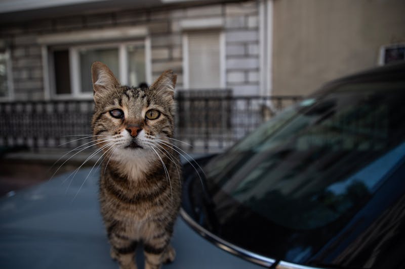 Chat errant sur une voiture dans les rues de Bucarest