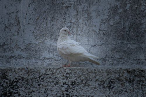 Free A serene white dove perched on a textured concrete surface, exuding calmness. Stock Photo