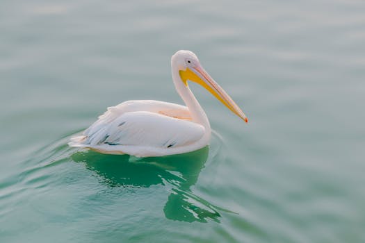 White pelican gliding smoothly across calm blue waters, serene and elegant.