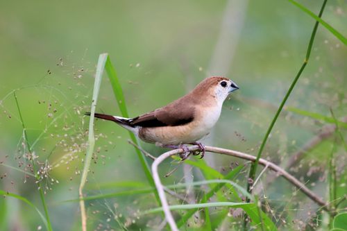 Free A serene image of a munia bird resting on a thin grass blade in a lush green setting. Stock Photo