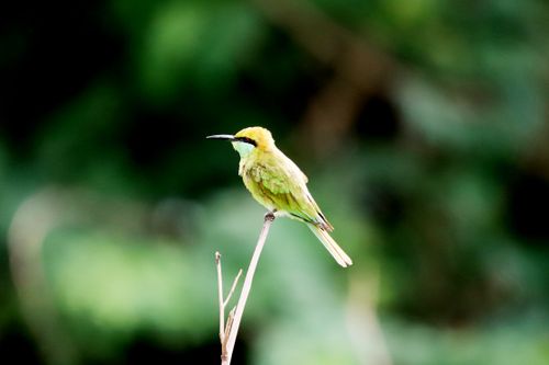 Free A captivating image of a green bee-eater bird resting gracefully on a branch, surrounded by lush greenery. Stock Photo