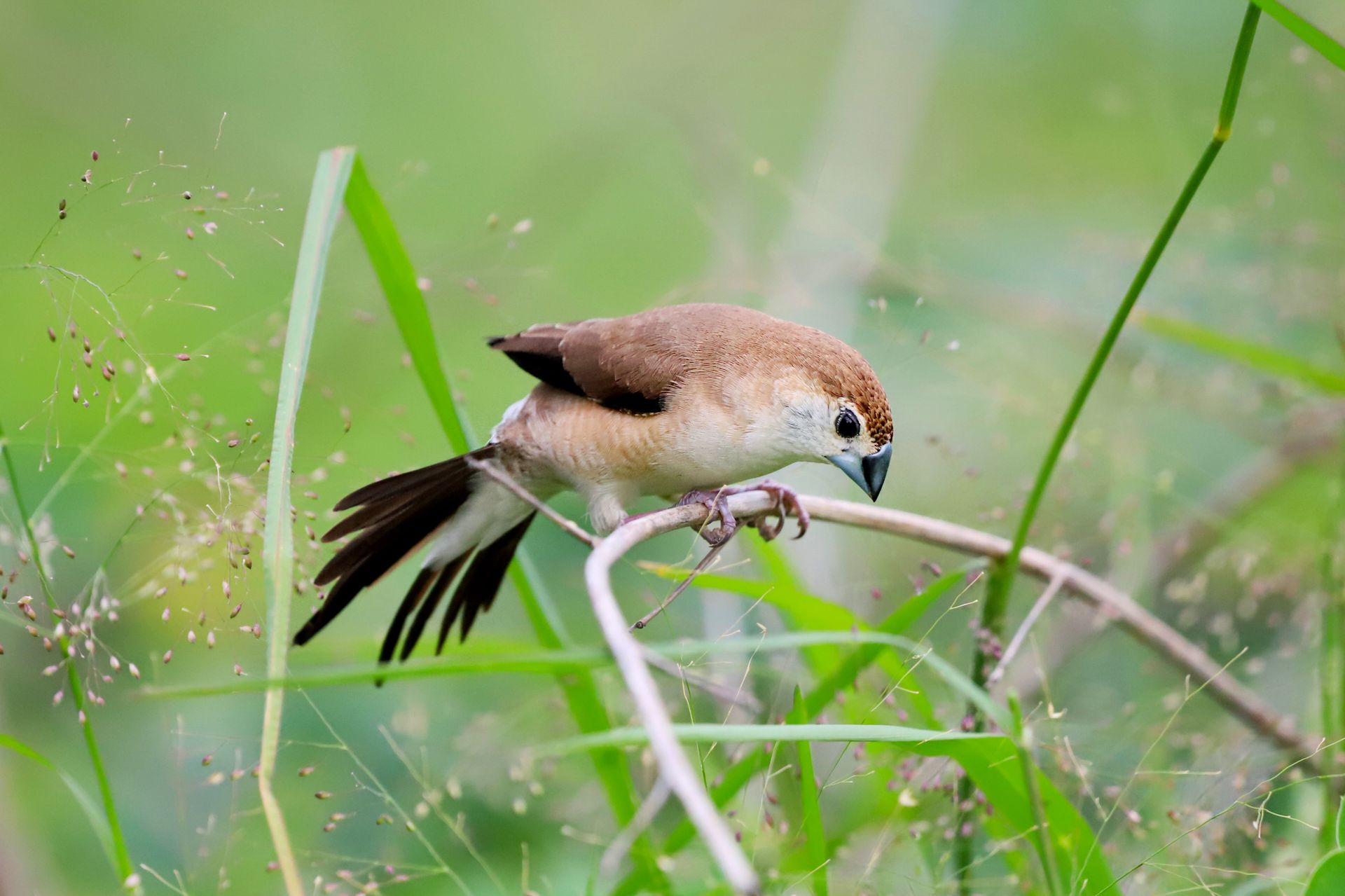 Close-up of a Scaly-breasted Munia perched on a branch in lush greenery.