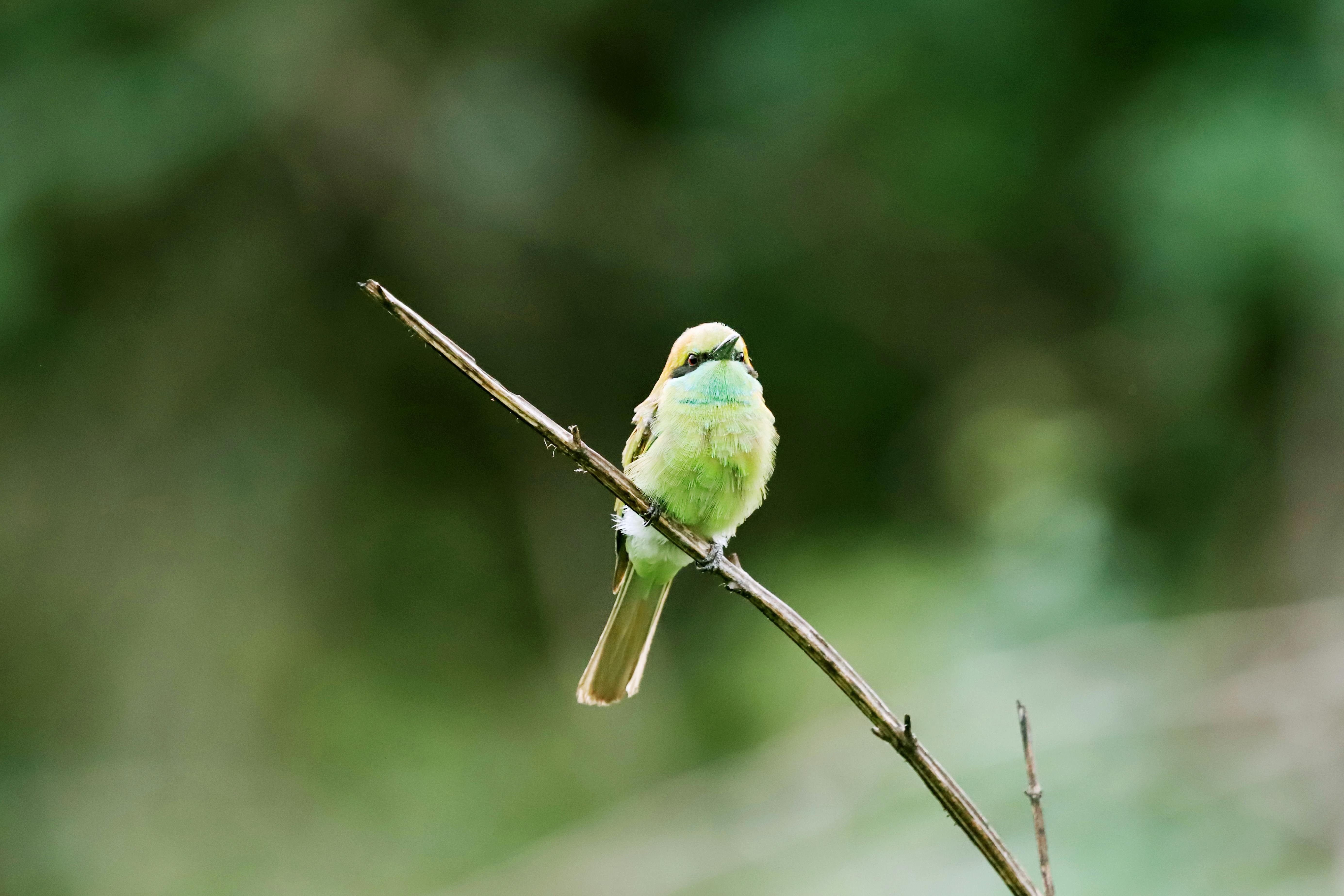 Free A green bee-eater perches gracefully on a twig in the wild. Stock Photo