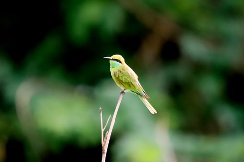 Free Vibrant green bee-eater sitting on a branch with a blurred natural background. Stock Photo