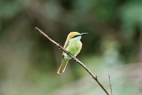 Free Bright Green Bee-eater bird sitting on a branch against blurred background. Stock Photo