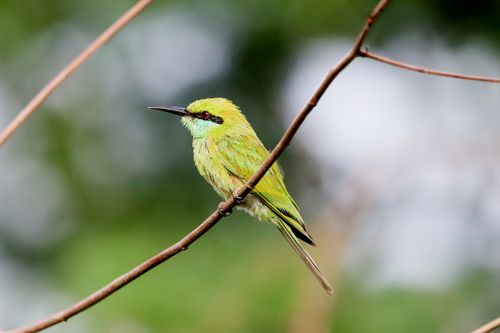 Free Close-up of a vibrant green bee-eater resting on a branch in natural setting. Stock Photo