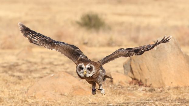 Spotted eagle owl gracefully flying over open grassland, showcasing its wingspan and keen gaze.