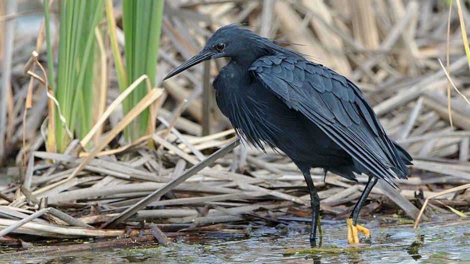Free stock photo of ardeidae, bird, bird watching