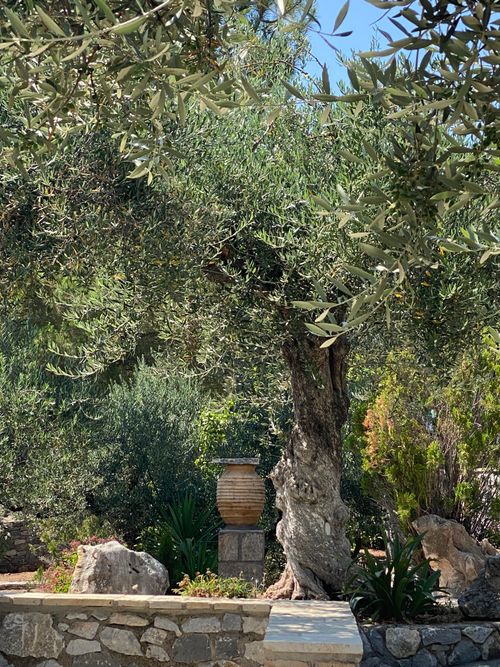 Free Tranquil view of an olive grove with a rustic vase, capturing Mediterranean charm. Stock Photo