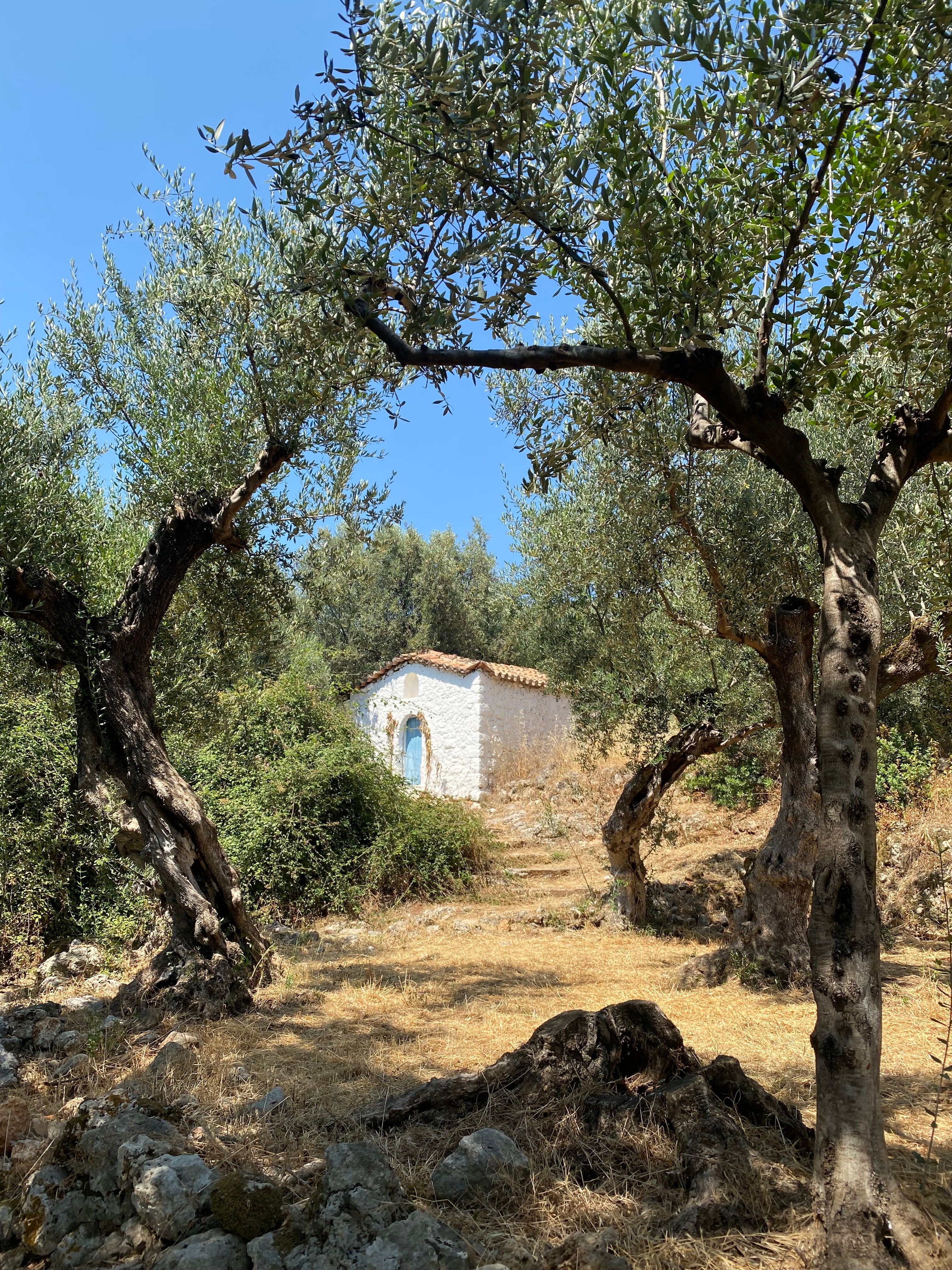 Charming white chapel surrounded by olive trees in Mani Peninsula, Greece.