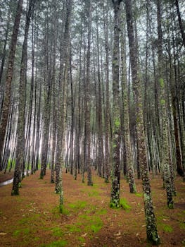 Tranquil forest scene showcasing tall, straight pine trees under natural daylight.