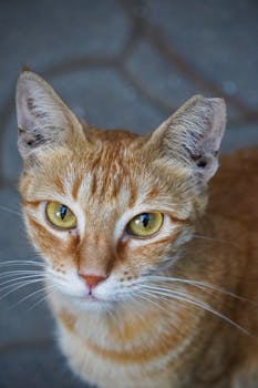 Intimate portrait of a ginger tabby cat with striking yellow eyes in Mumbai.