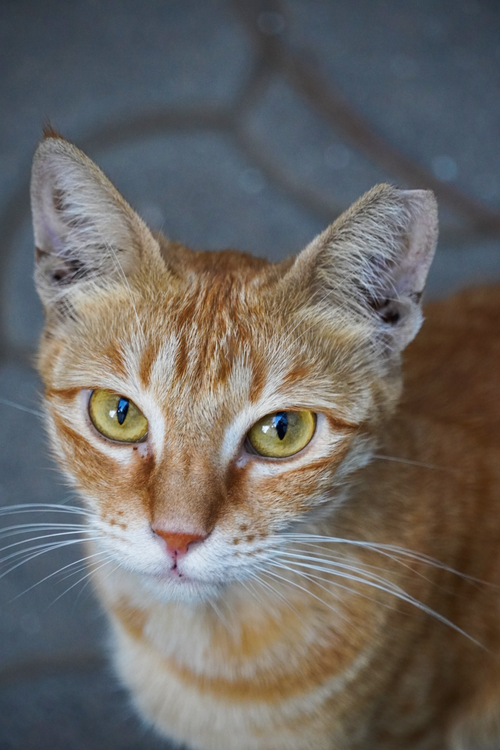 Free Intimate portrait of a ginger tabby cat with striking yellow eyes in Mumbai. Stock Photo