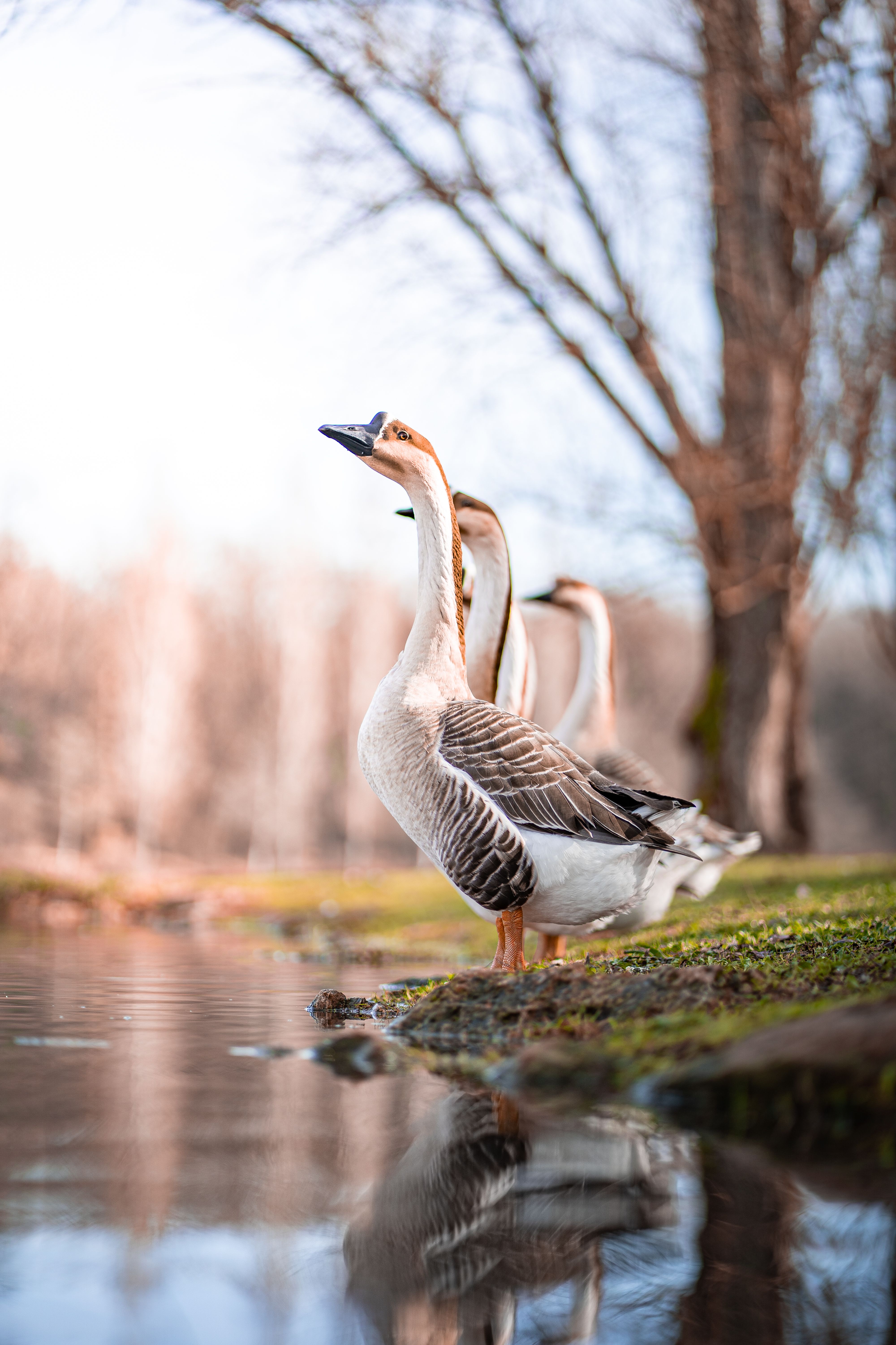 Serene Scene of Geese by a Tranquil Pond · Free Stock Photo