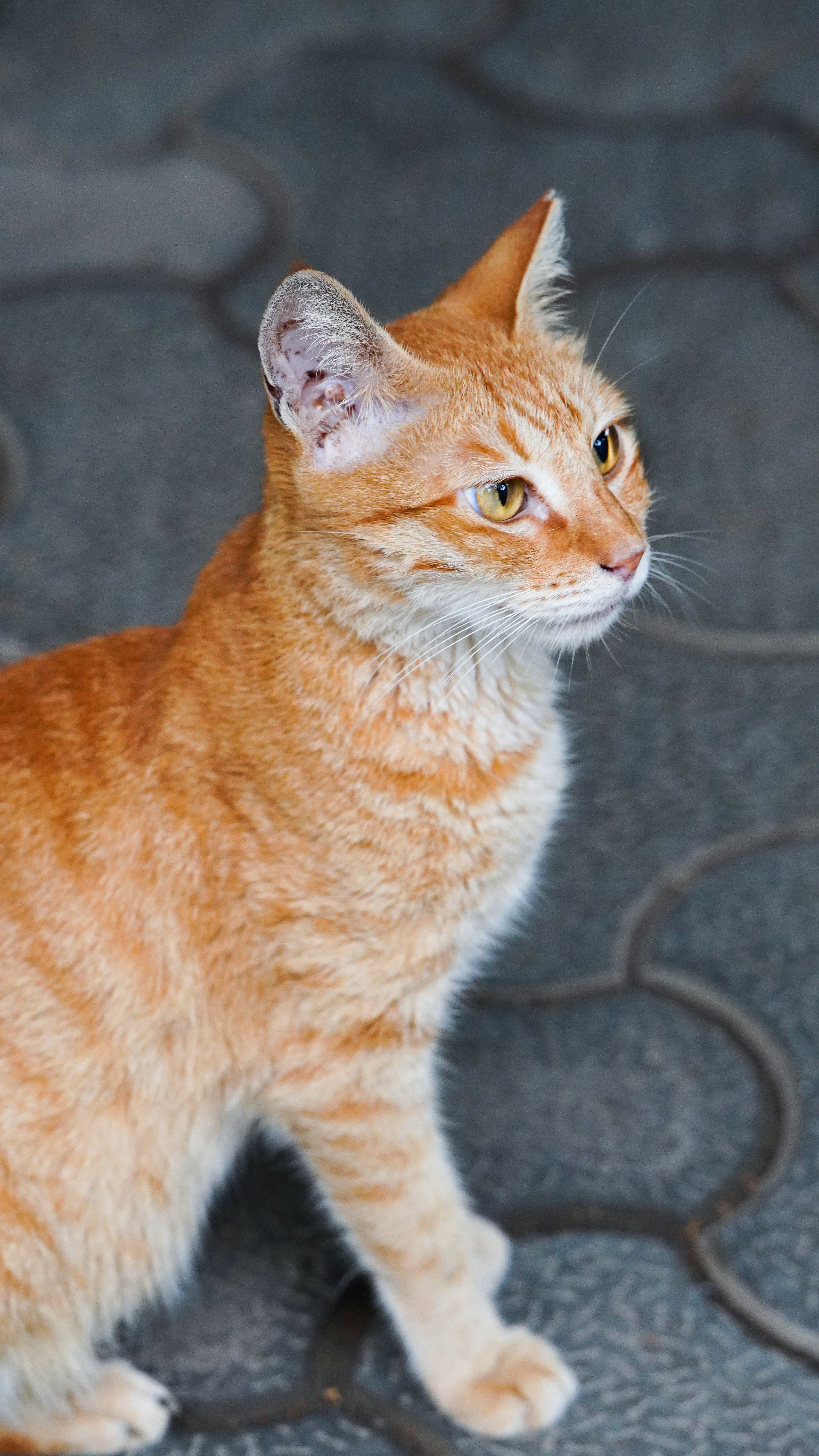 孟买人行道上的姜猫 · 免费素材图片