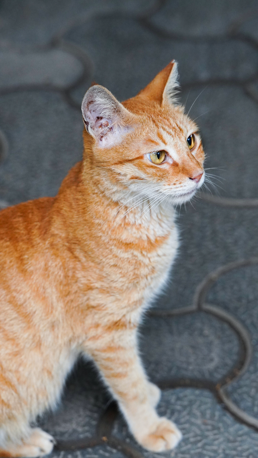 孟买人行道上的姜猫 · 免费素材图片