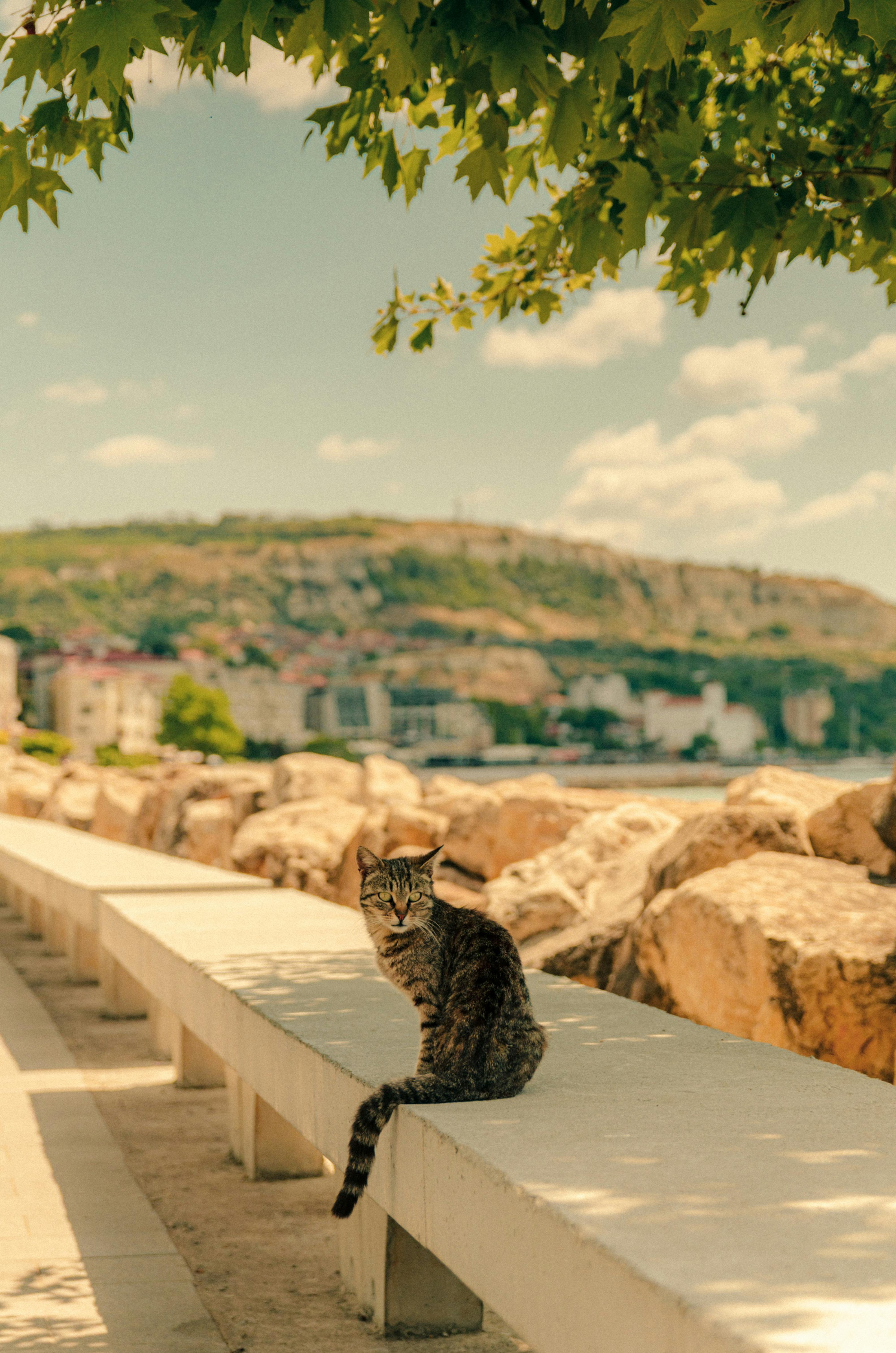A serene tabby cat on a bench with a sunny coastal backdrop.