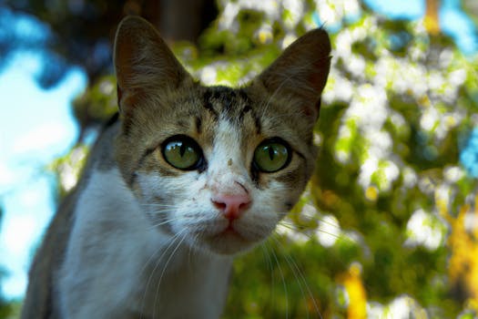 A detailed view of a tabby cat with striking green eyes and a pink nose in an outdoor setting.