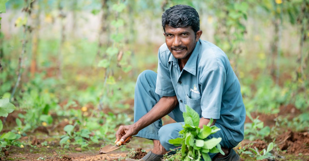 Albizia : Guide Plantation et Soins Complet