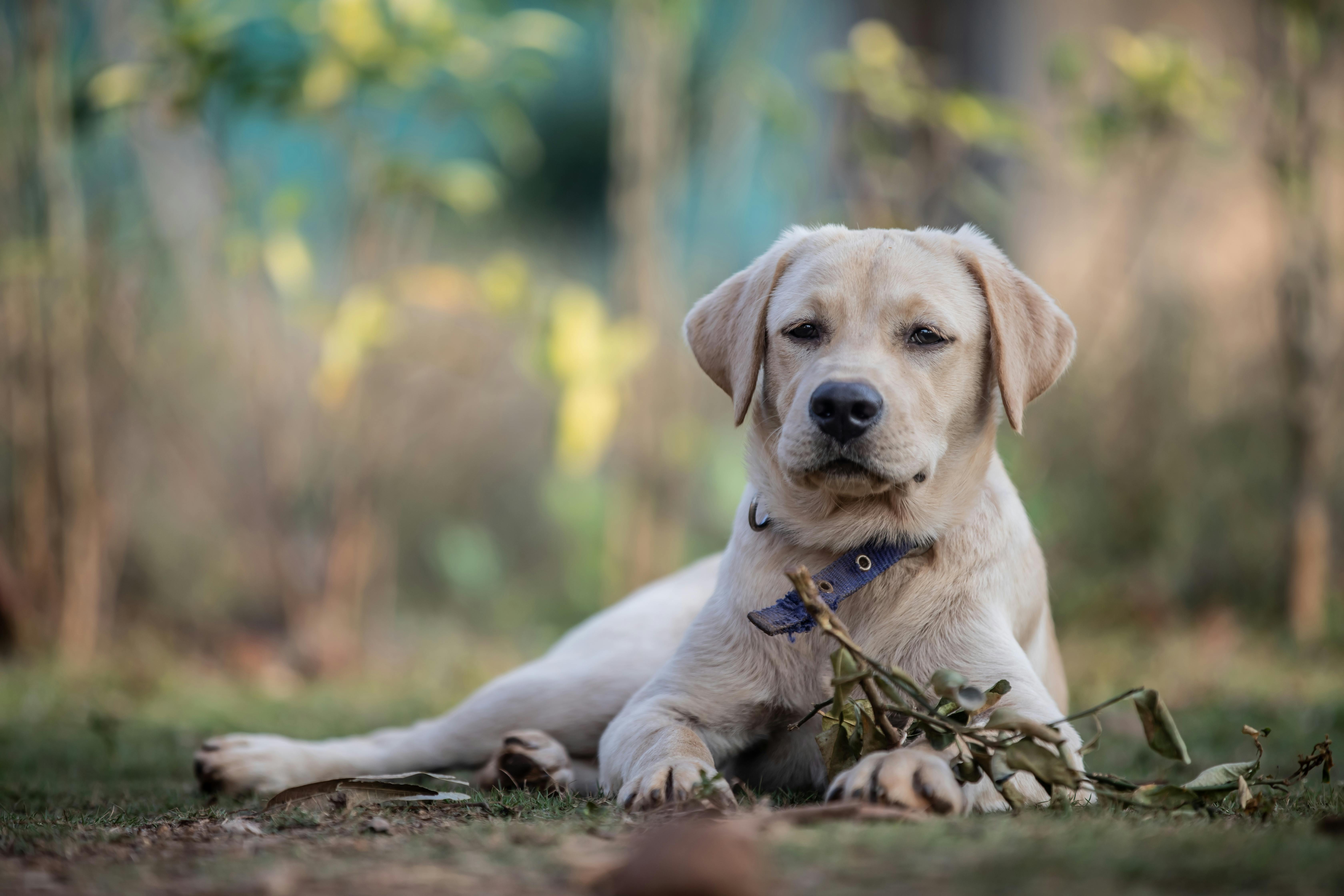 pet technology, pet technology companies, pet technology jobs, pet technology store, pet technology brain, pet technology mar