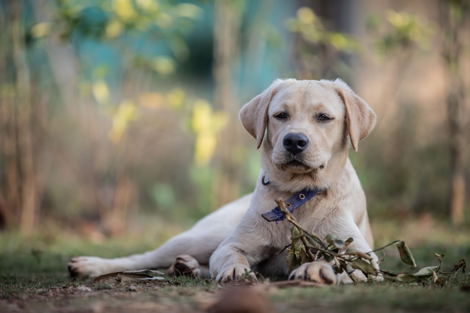 Portrait of Labrador Retriever · Free Stock Photo