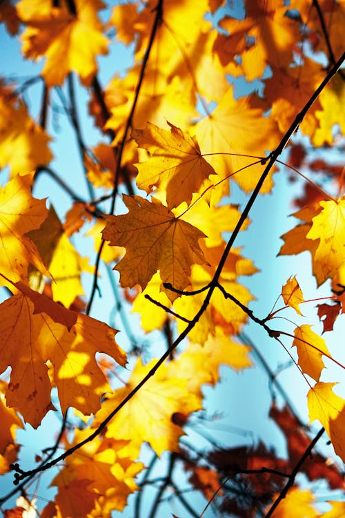 Безкоштовне стокове фото на тему «Вибірковий фокус, восени листя фону, гілки» стокове фото