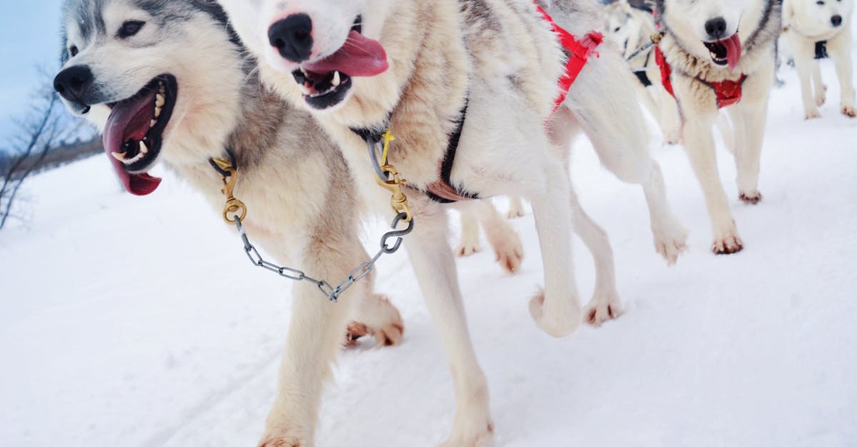 Free stock photo of #dogs #dogsleigh #ride #canada #winter #hobbie