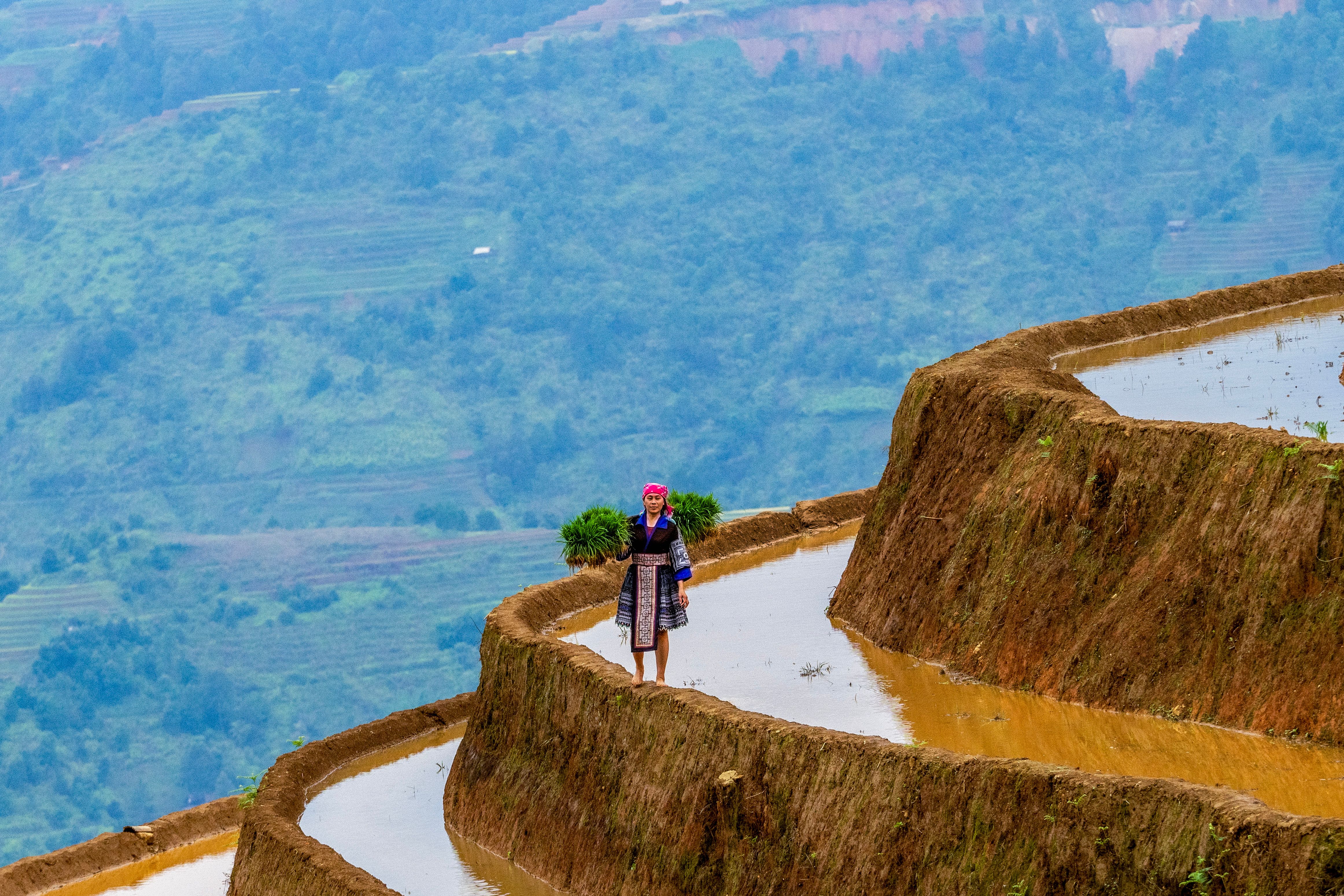 A woman carrying plants walks along flooded rice terraces in a mountain setting.