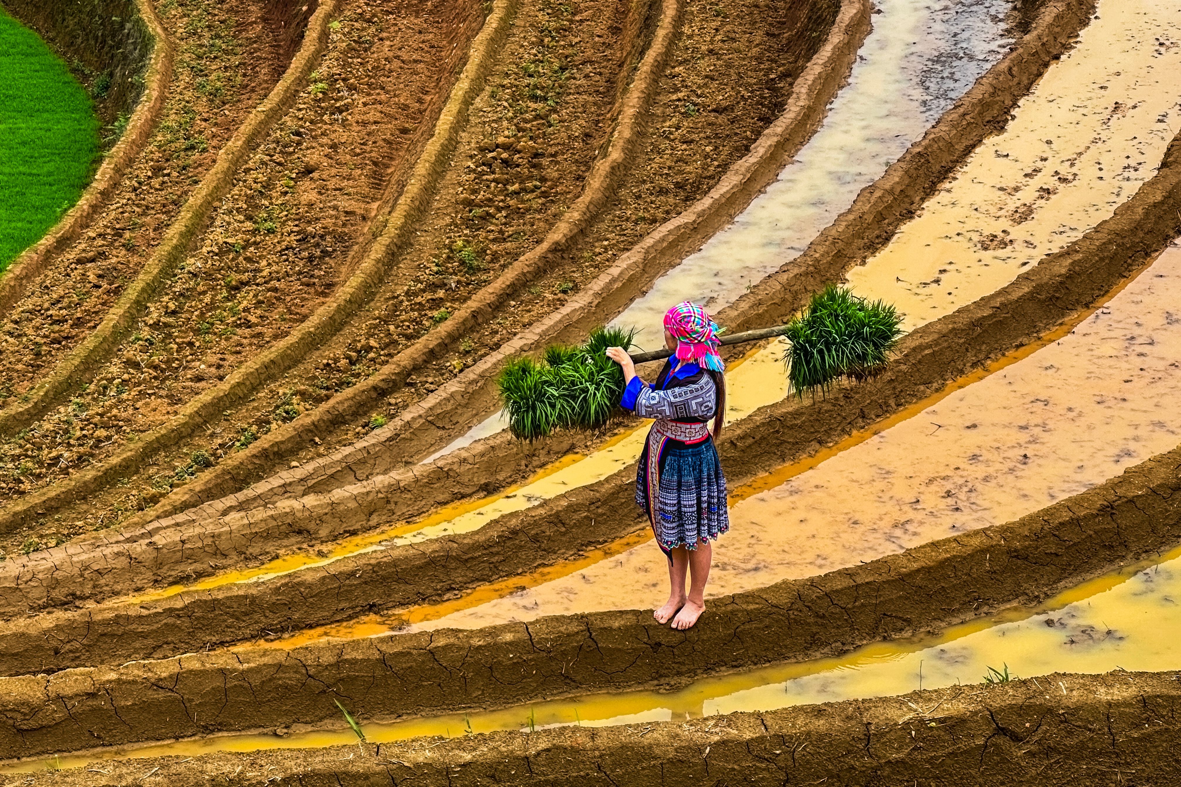 A woman in traditional attire planting rice on terraced fields in Vietnam.