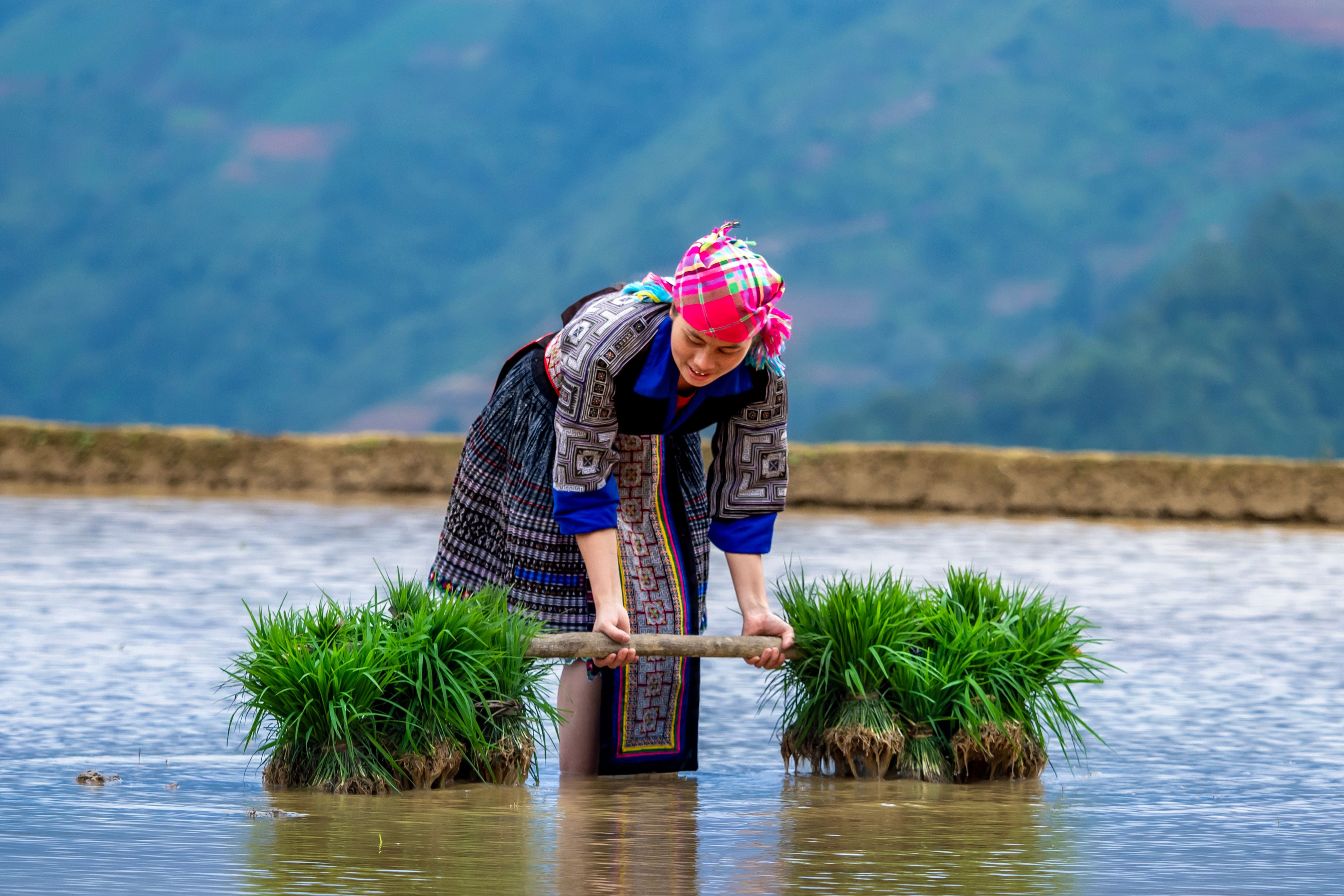 Pulp Rice Photos, Download The BEST Free Pulp Rice Stock Photos & HD Images