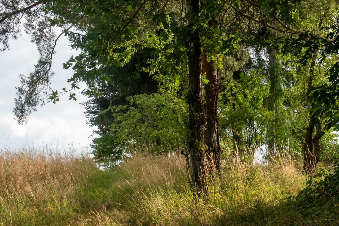 Tranquil Forest Pathway in Summer Light · Free Stock Photo