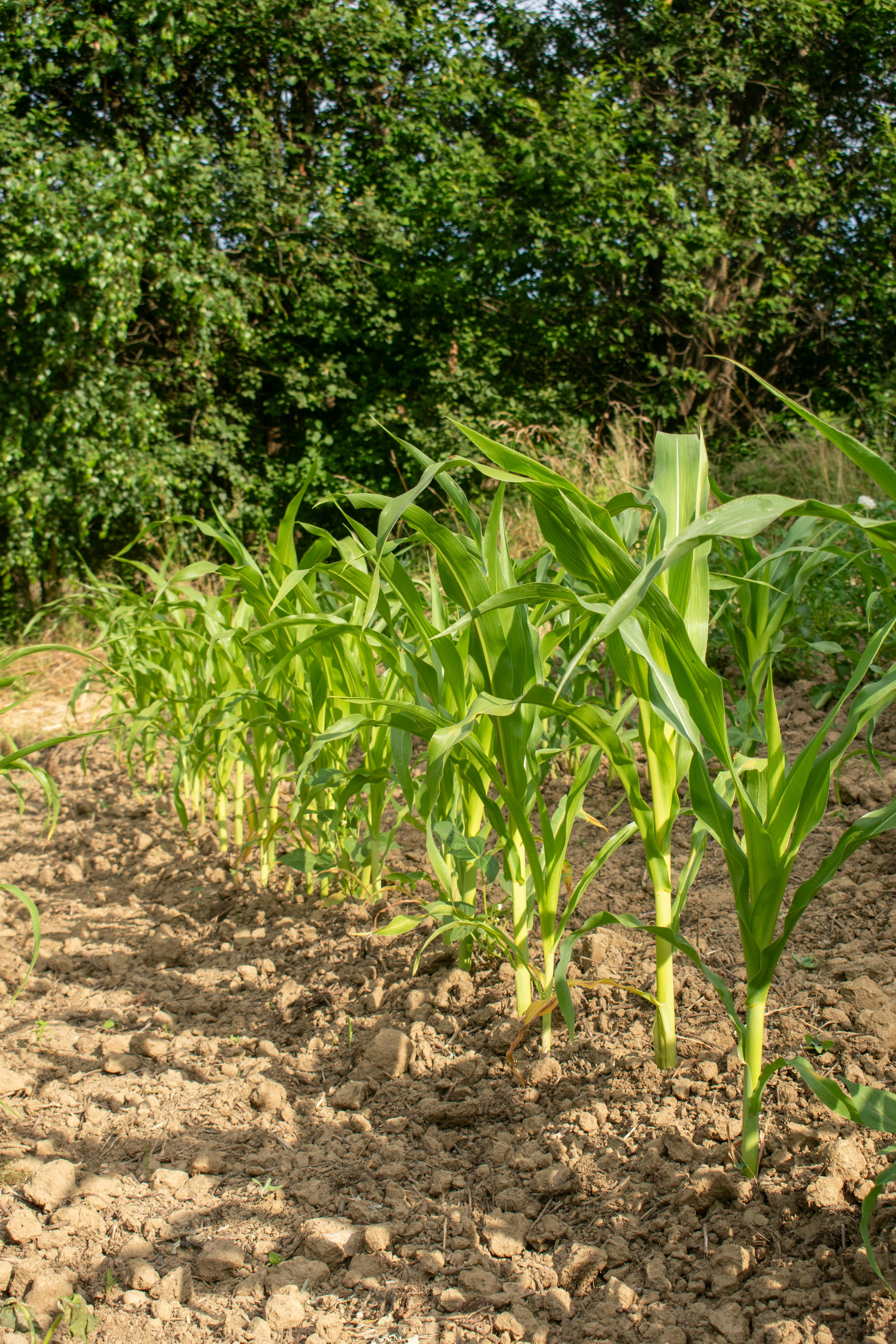 US Farmers Switching Corn to Soybeans as Costs Spike