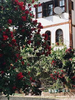 Picturesque outdoor setting with vibrant red roses and classic architecture.
