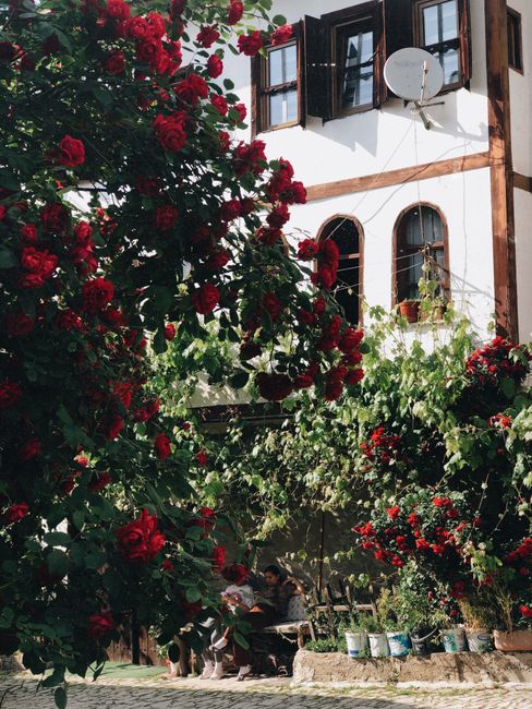 Picturesque outdoor setting with vibrant red roses and classic architecture.