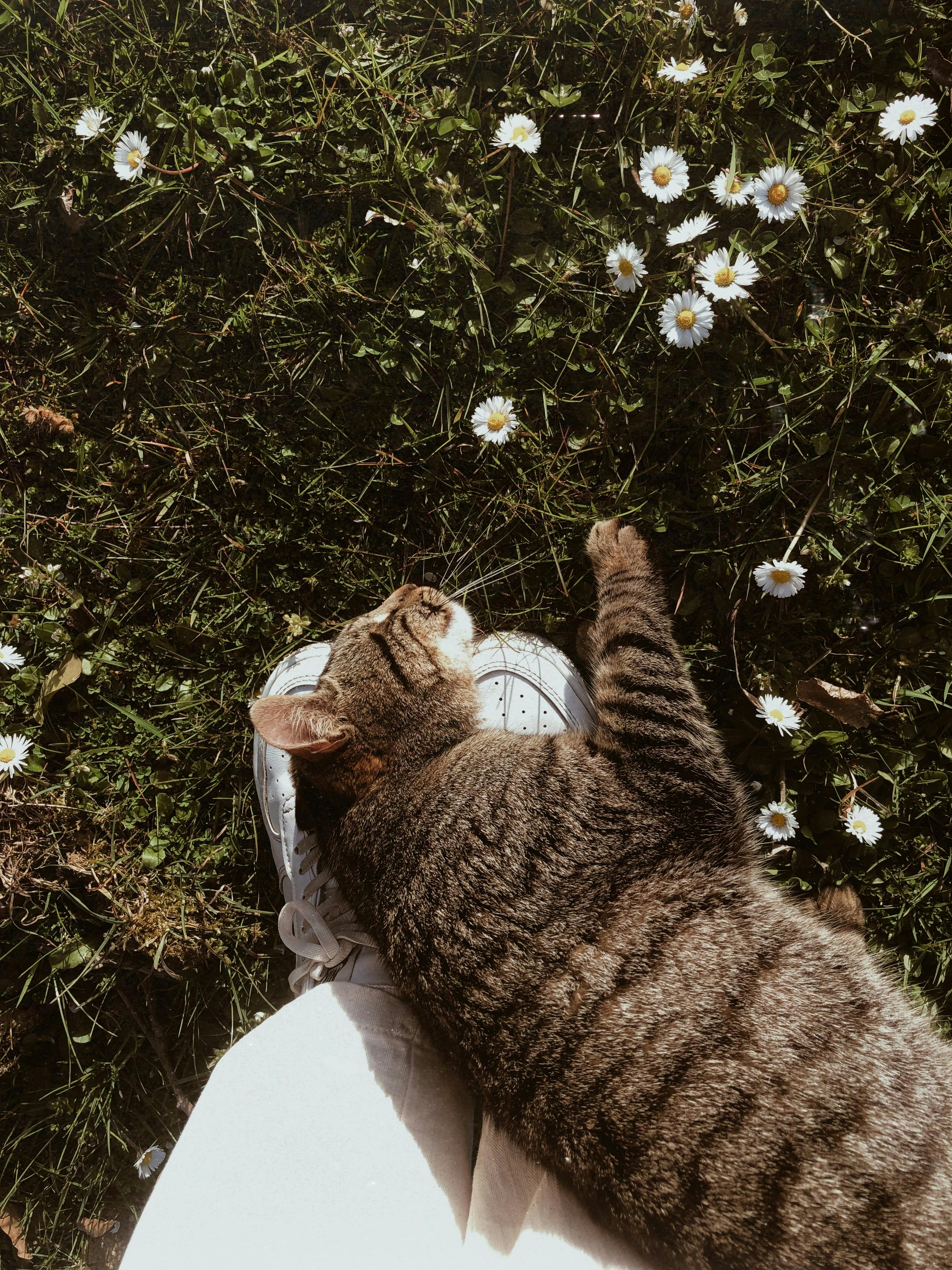 A tabby cat naps on a grassy field surrounded by daisies, embracing a peaceful moment.