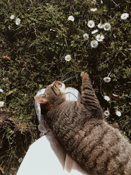 A tabby cat naps on a grassy field surrounded by daisies, embracing a peaceful moment.