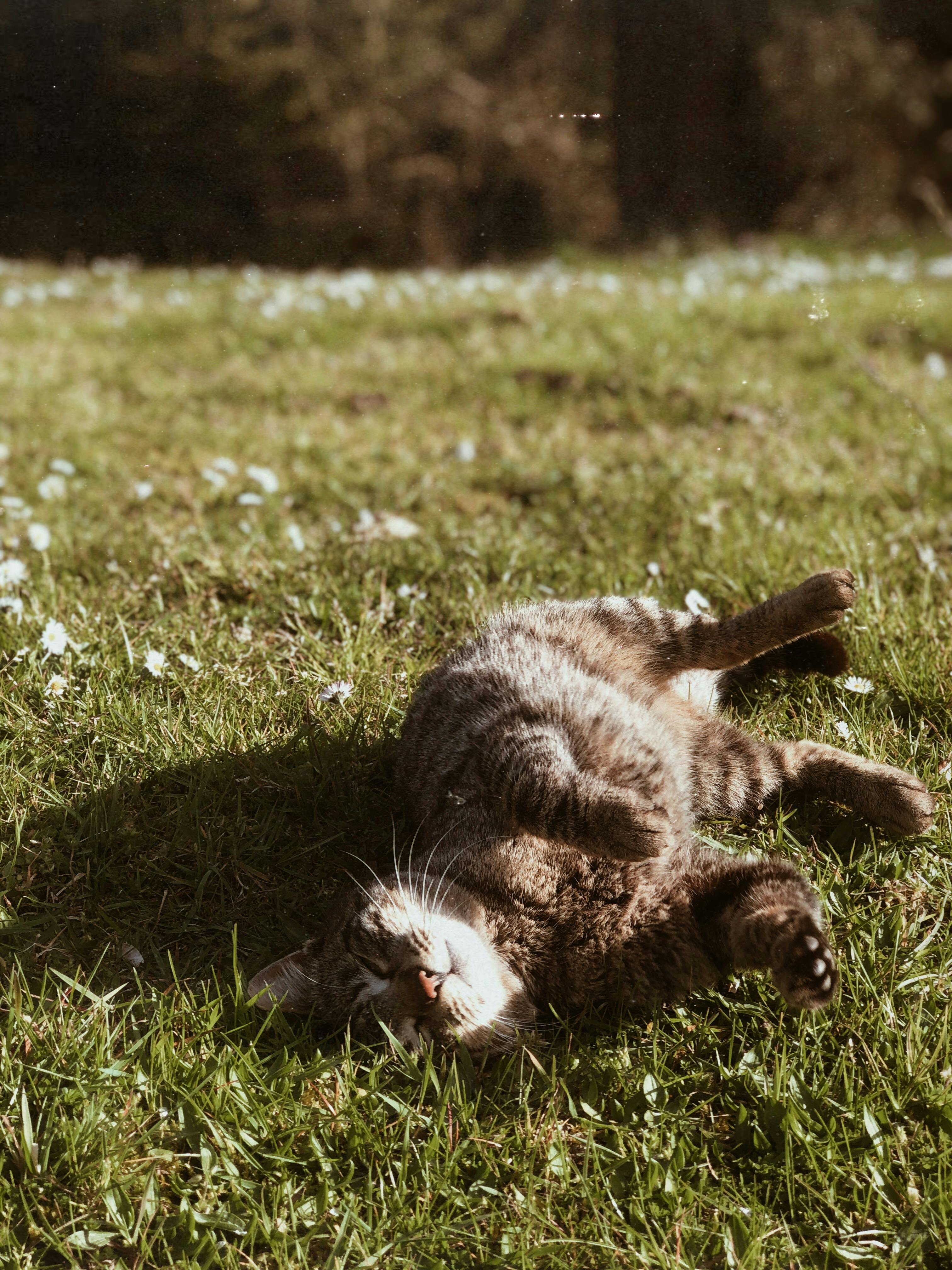 A charming tabby cat lies playfully on grass, basking in sunlight on a warm day.