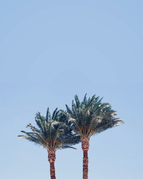 Free Two tall palm trees set against a bright blue sky, symbolizing tranquility and tropical vibes. Stock Photo