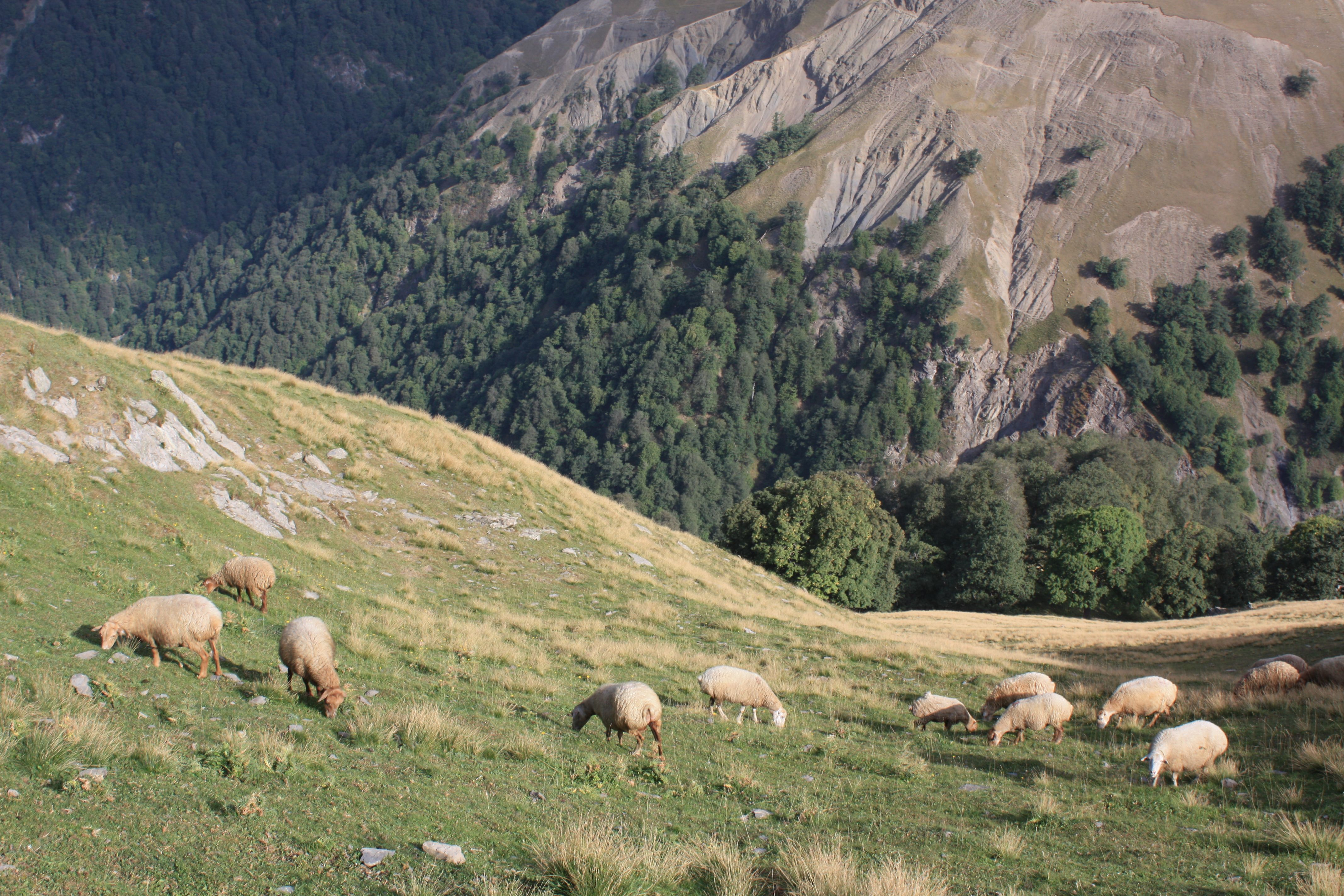 Sheep peacefully grazing on a lush green hillside with a mountain backdrop.