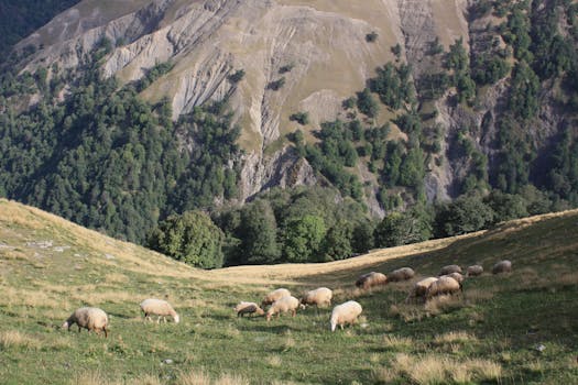 Flock of sheep grazing in a scenic mountainous valley under a clear blue sky.