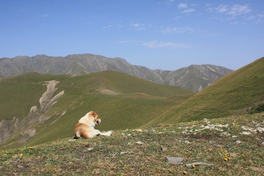 A peaceful scene of a dog resting on a grassy mountain slope under a clear blue sky.