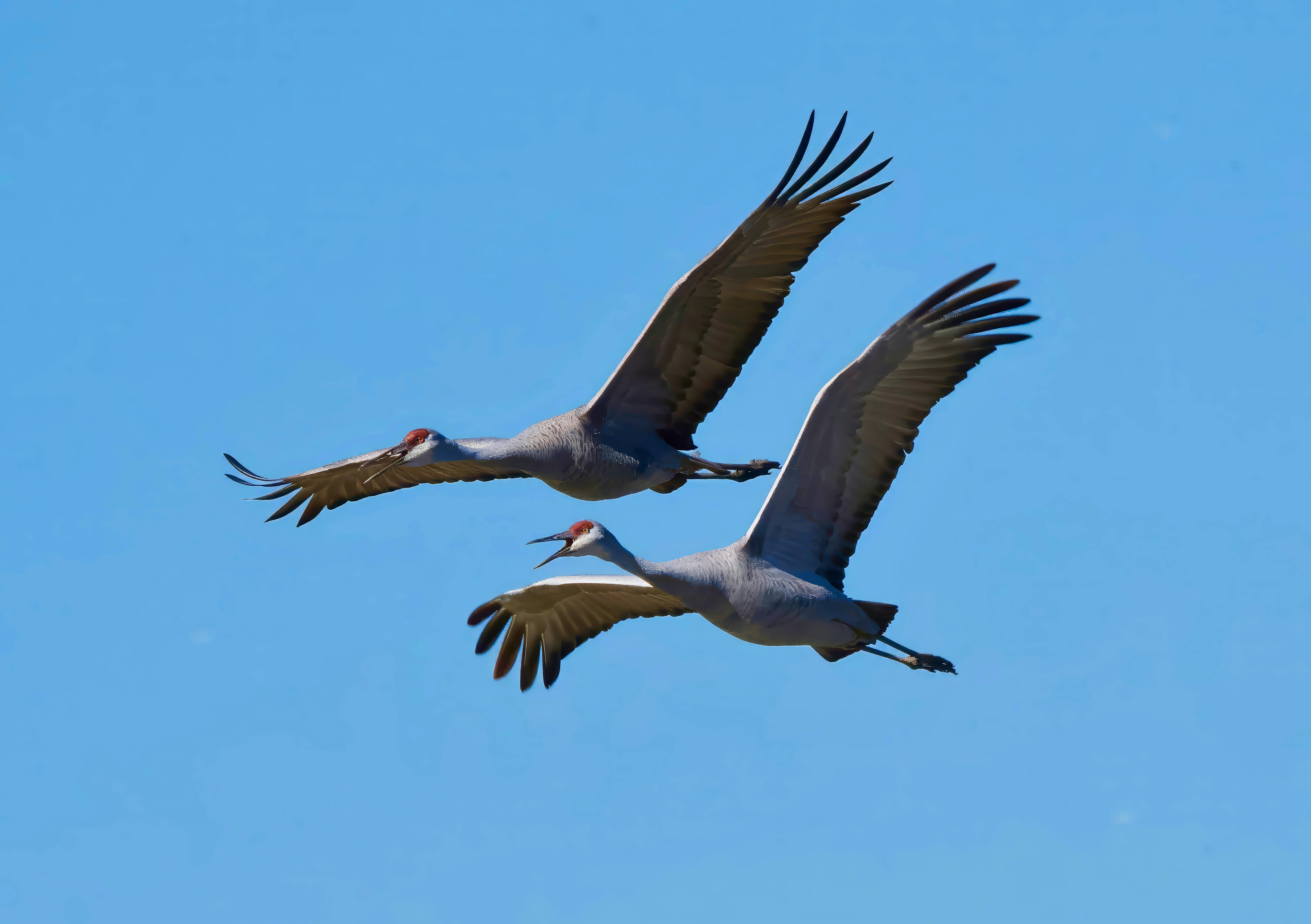 Sandhill Cranes Soaring in Clear Blue